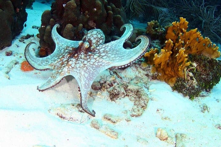 Guided Shore Dive in Curaçao — One-Tank Shore Dive for Certified Divers photo 5