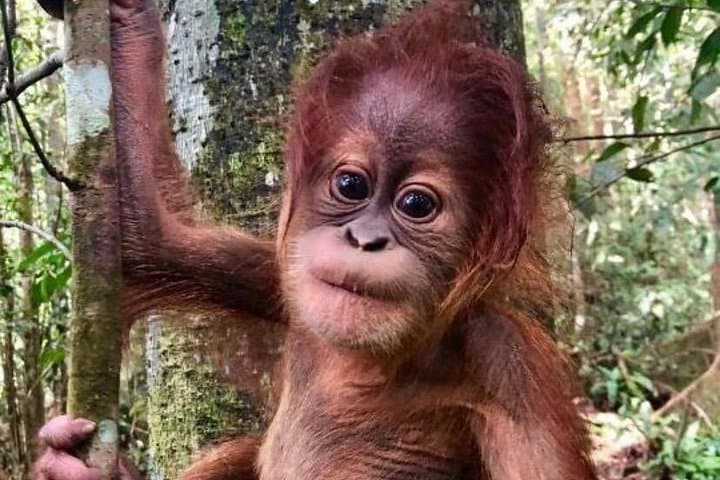 Orangutan Trek in Gunung Leuser: Full-Day Bukit Lawang Wildlife Adventure
