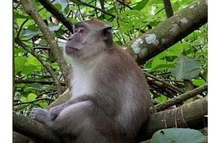 Orangutan Trek in Gunung Leuser: Full-Day Bukit Lawang Wildlife Adventure photo 3