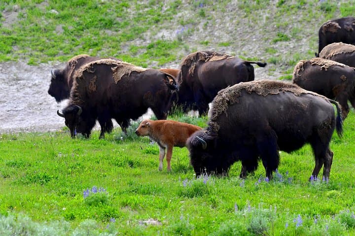 Ultimate Yellowstone Wolf Watching & Wildlife Safari: Private Guided Adventure photo 6