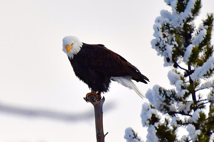 Winter Wolf Watching and Wildlife Safari in Yellowstone’s Lamar Valley photo 6