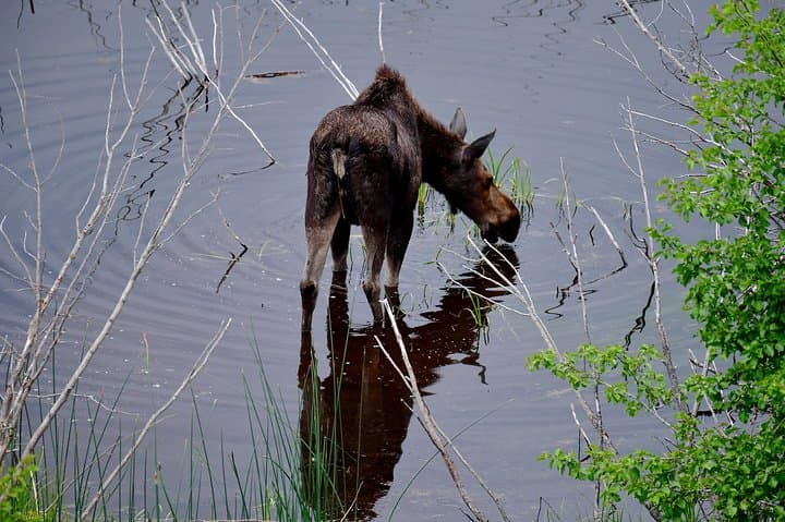 Explore Yellowstone’s Hidden Gems: A Private Family-Friendly Adventure with Scenic Lunch photo 4