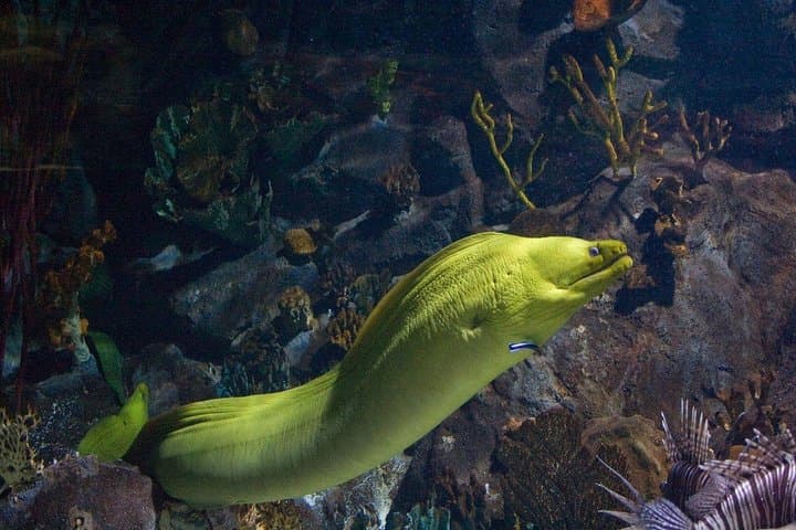 Snorkeling Puerto Morelos Reef – Biosphere Reserve Day Trip