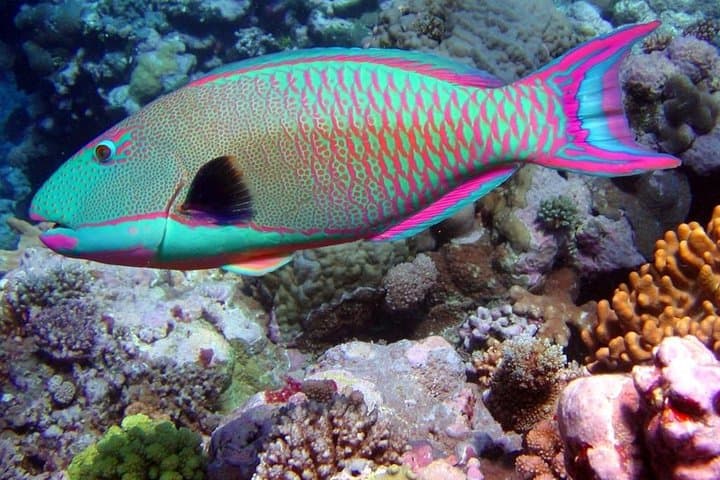Snorkeling Puerto Morelos Reef – Biosphere Reserve Day Trip photo 2
