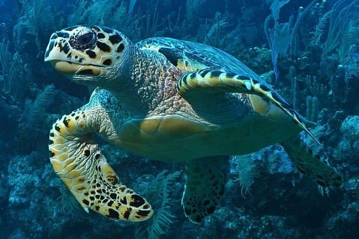 Snorkeling Puerto Morelos Reef – Biosphere Reserve Day Trip photo 3