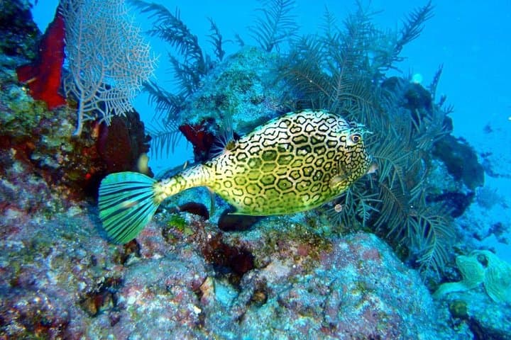 Snorkeling Puerto Morelos Reef – Biosphere Reserve Day Trip photo 4