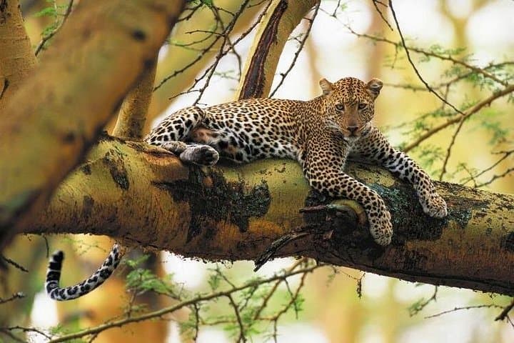 Nairobi National Park Half-Day Game Drive: Urban Safari with Wildlife Views photo 3