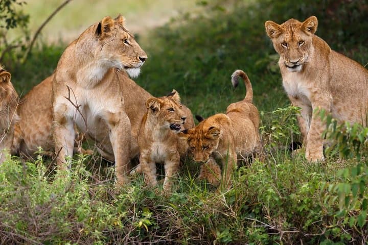 3-Day Masai Mara Budget Safari: Game Drives, Camps & Practical Tips photo 4