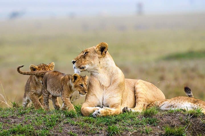 3-Day Masai Mara Budget Safari: Game Drives, Camps & Practical Tips photo 2
