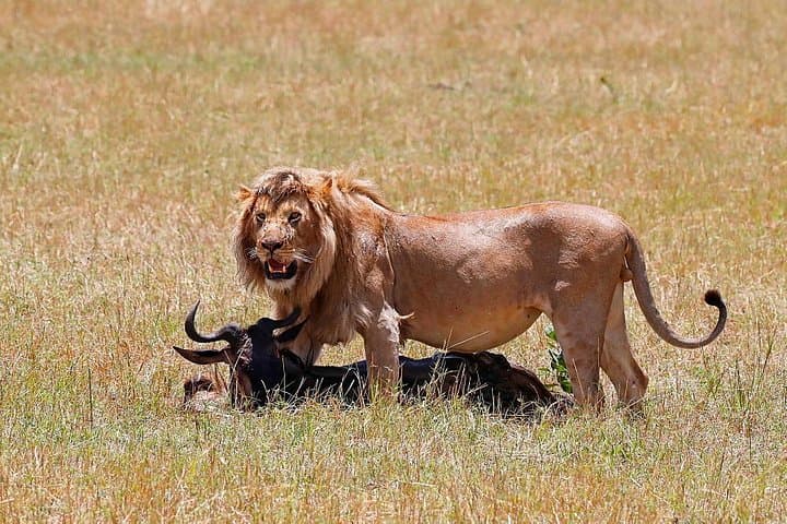 Nairobi National Park Safari: Wildlife Meets Skyline in an Unmatched Half-Day Adventure photo 3