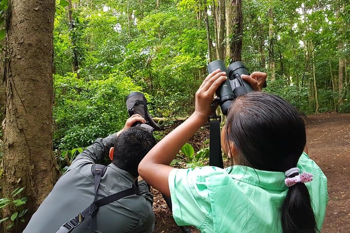 Monteverde Natural History Walk: Guided Cloud-Forest Wildlife Experience