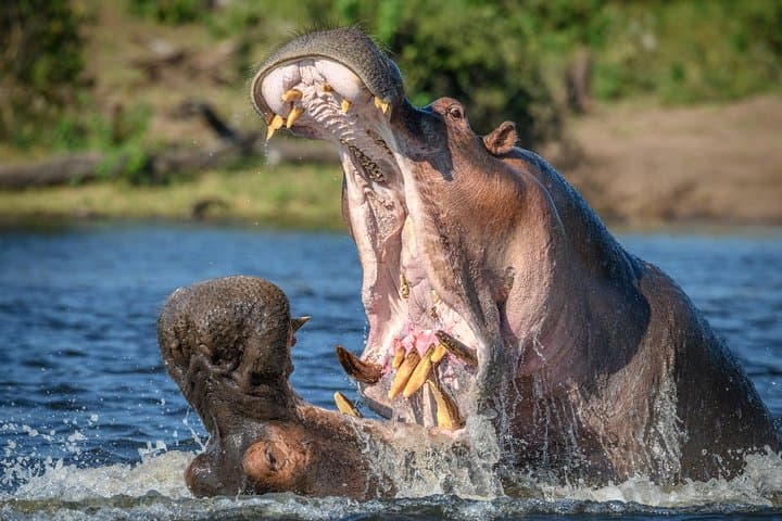 2-Day Lodge Safari to Lake Manyara & Ngorongoro Crater — Short Wildlife Safari from Arusha photo 2