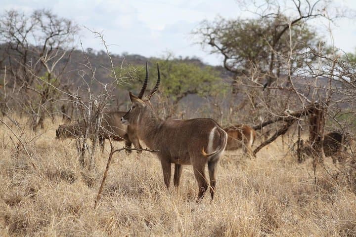 2-Day Lodge Safari to Lake Manyara & Ngorongoro Crater — Short Wildlife Safari from Arusha photo 3