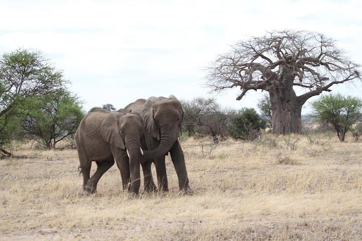 2-Day Lodge Safari to Lake Manyara & Ngorongoro Crater — Short Wildlife Safari from Arusha photo 4