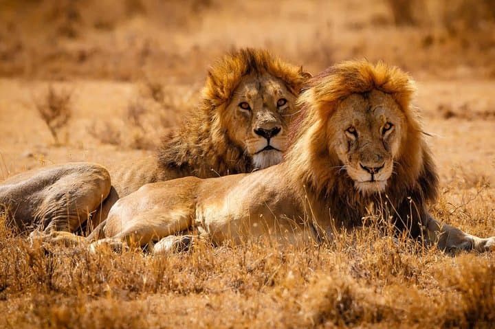 2-Day Lodge Safari to Lake Manyara & Ngorongoro Crater — Short Wildlife Safari from Arusha photo 5