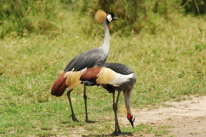 2-Day Lodge Safari to Lake Manyara & Ngorongoro Crater — Short Wildlife Safari from Arusha photo 6