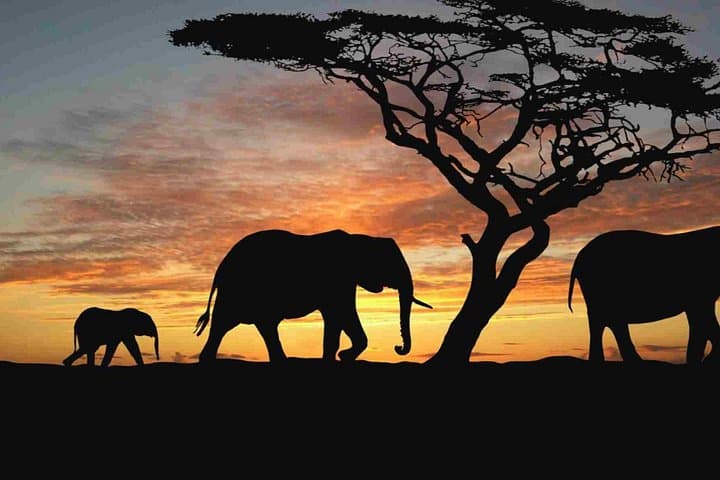 4-Day Camping Safari in Tarangire, Ngorongoro, Lake Manyara & Olduvai Gorge