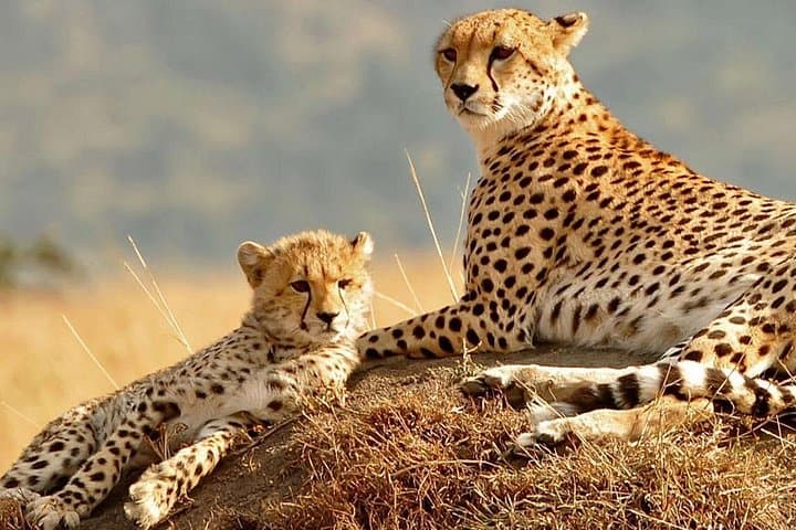 4-Day Camping Safari in Tarangire, Ngorongoro, Lake Manyara & Olduvai Gorge photo 2