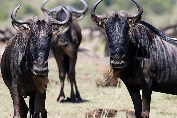 3-Day Maasai Mara Budget Safari: Big Cats, River Crossings & Affordable Camping photo 2