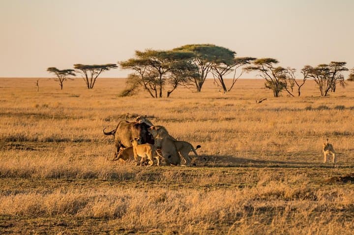 9-Day Family Safari on Tanzania’s Northern Circuit: Serengeti, Ngorongoro & Tarangire