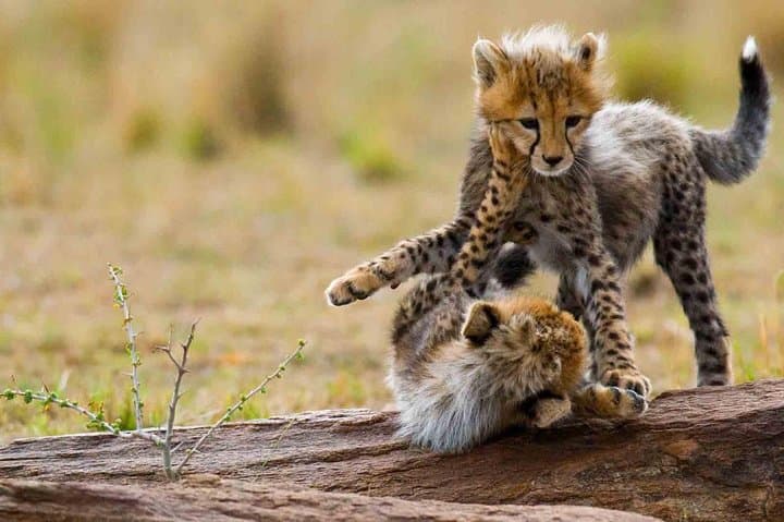 9-Day Family Safari on Tanzania’s Northern Circuit: Serengeti, Ngorongoro & Tarangire photo 2