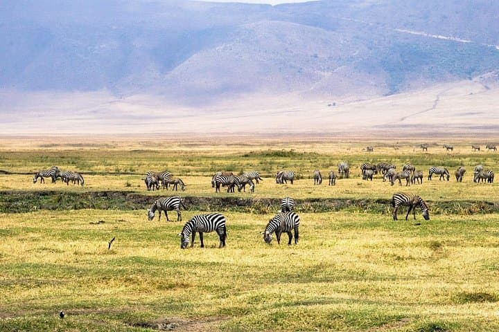 2-Day Lodge Safari: Lake Manyara & Ngorongoro Crater — Big Five in 48 Hours photo 2