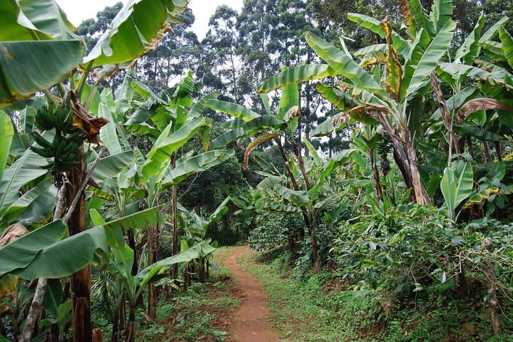 Materuni Village Waterfall Hike, Coffee Ceremony & Cultural Day Tour near Kilimanjaro photo 5