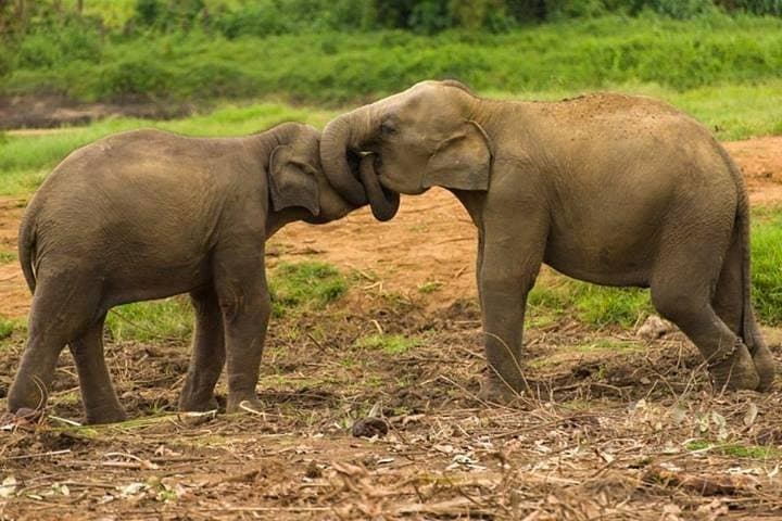 Private Udawalawe Jeep Safari — Elephant Encounters in Sri Lanka's Udawalawe National Park photo 5