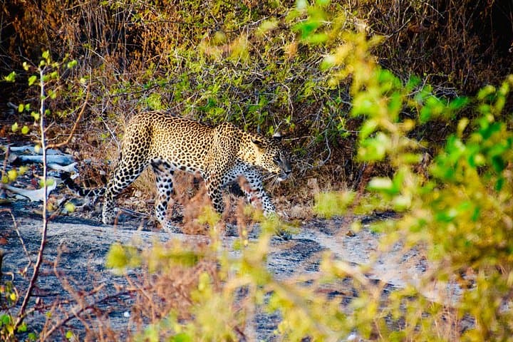 Private Jeep Safari in Yala National Park: Day Trip to Sri Lanka’s Leopard Country photo 1