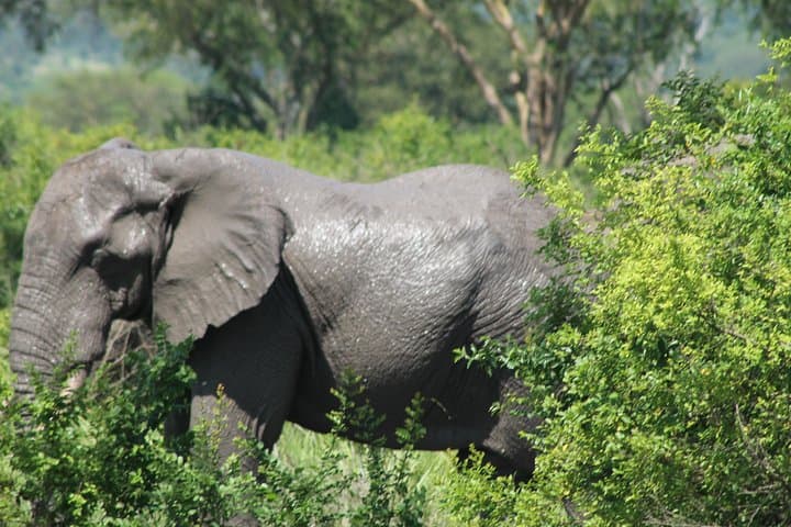 15-Day Uganda Safari: Gorilla Trekking, Chimp Tracking & Big Five Wildlife photo 3