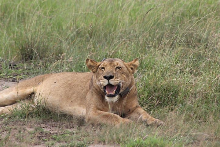 15-Day Uganda Safari: Gorilla Trekking, Chimp Tracking & Big Five Wildlife photo 2
