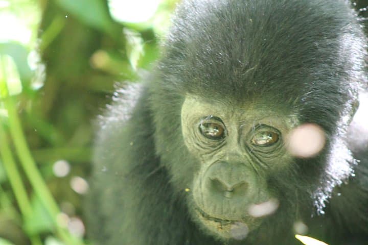 15-Day Uganda Safari: Gorilla Trekking, Chimp Tracking & Big Five Wildlife photo 4
