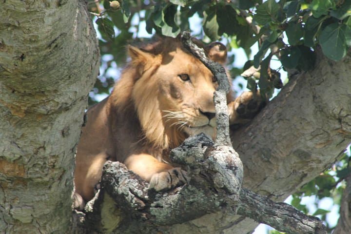 15-Day Uganda Safari: Gorilla Trekking, Chimp Tracking & Big Five Wildlife photo 5