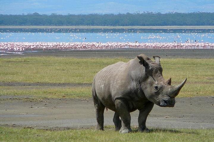 Two-Day Safari: Lake Naivasha, Hell's Gate & Lake Nakuru from Nairobi photo 2