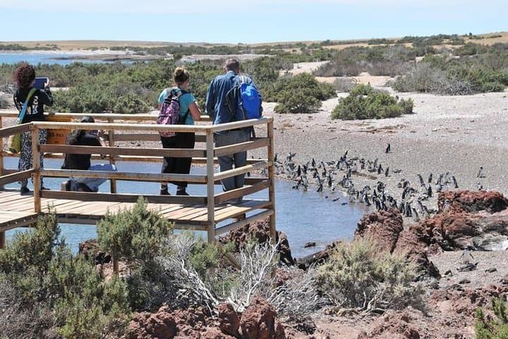 Punta Tombo Penguin Colony Shore Excursion from Puerto Madryn photo 6