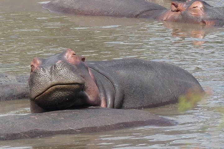 Tarangire Day Safari: Elephants, Baobabs & Rift Valley Game Drives photo 3