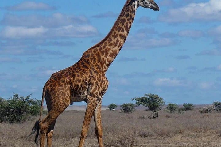 Tarangire Day Safari: Elephants, Baobabs & Rift Valley Game Drives photo 4