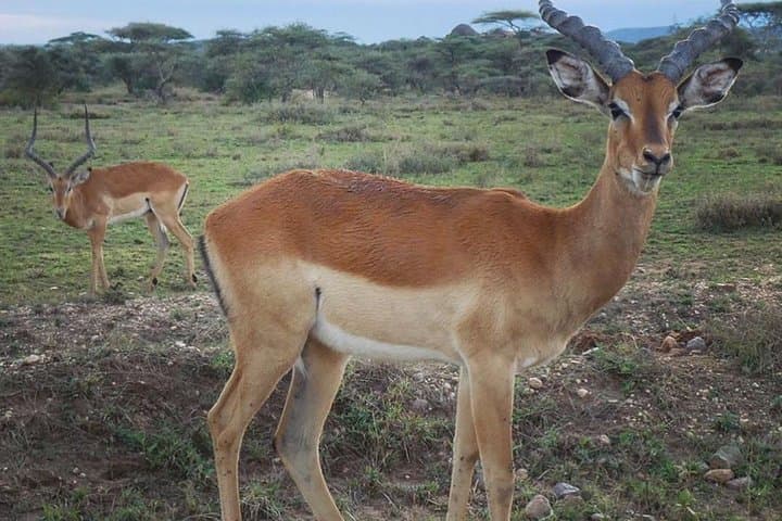 Tarangire Day Safari: Elephants, Baobabs & Rift Valley Game Drives photo 5