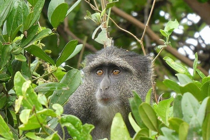 Ngorongoro Crater 1-Day Safari: Complete Guide to the Wildlife & Geology photo 3