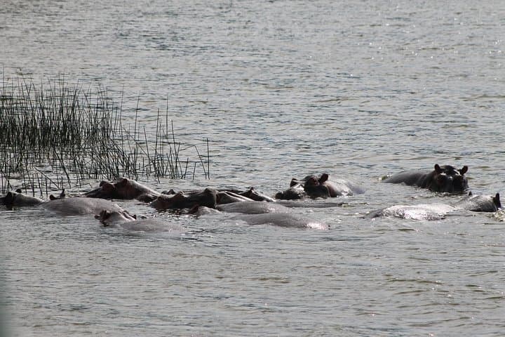 7-Day Murchison Falls to Bwindi: Chimp & Gorilla Trekking Safari in Uganda photo 2