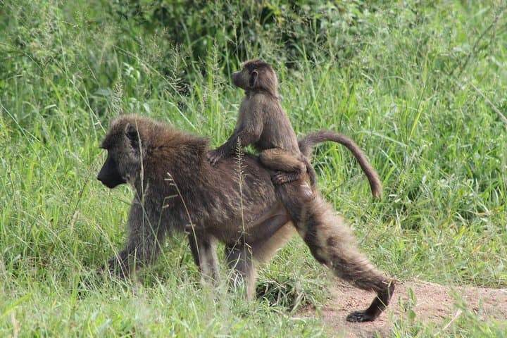 7-Day Murchison Falls to Bwindi: Chimp & Gorilla Trekking Safari in Uganda photo 4