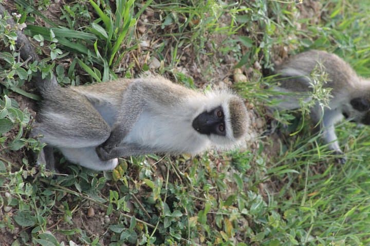 7-Day Murchison Falls to Bwindi: Chimp & Gorilla Trekking Safari in Uganda photo 5