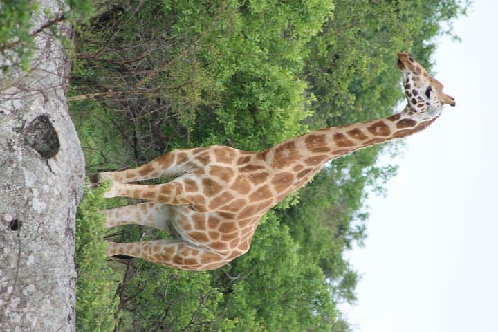 7-Day Murchison Falls to Bwindi: Chimp & Gorilla Trekking Safari in Uganda photo 6