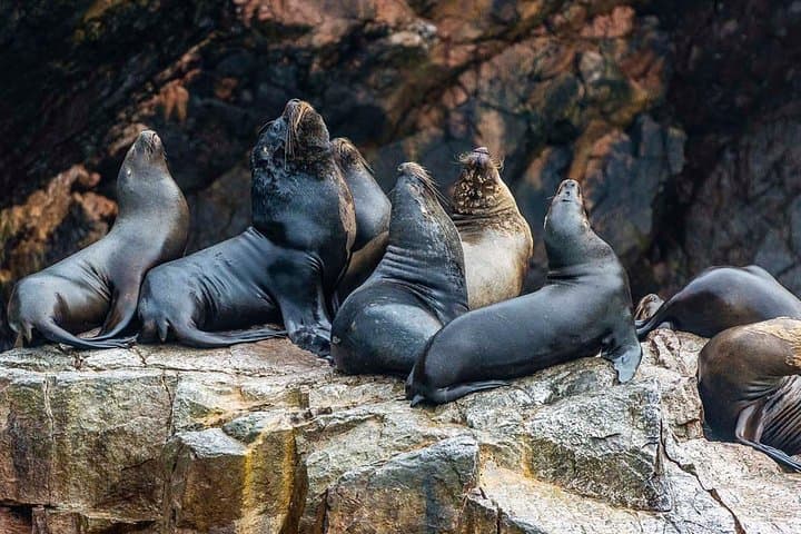 Lima to Huacachina, Ballestas Islands & Pisco Vineyard — Full-Day Wildlife and Dune Adventure photo 3