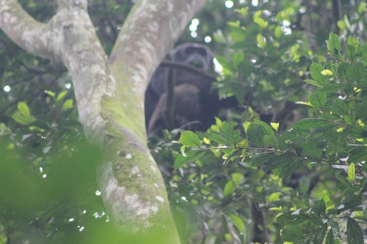 4-Day Gorilla Trekking and Golden Monkeys in Bwindi & Mgahinga National Parks photo 3