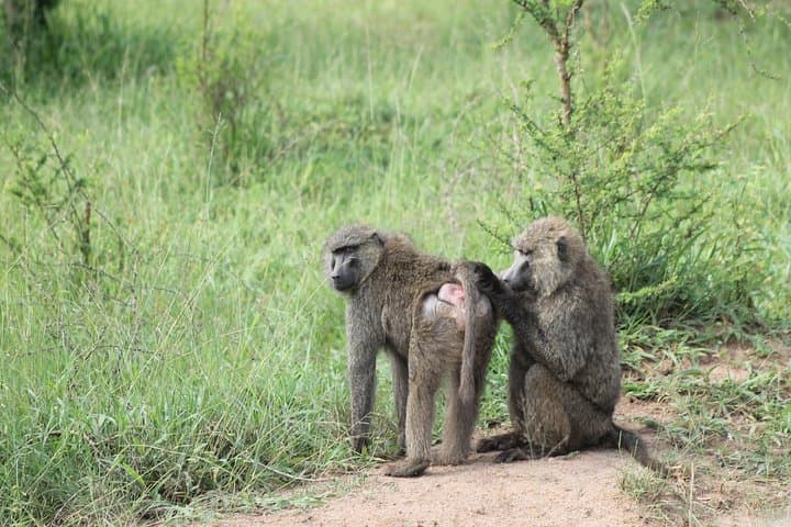 4-Day Gorilla Trekking and Golden Monkeys in Bwindi & Mgahinga National Parks photo 4