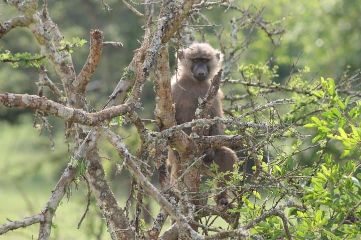 4-Day Gorilla Trekking and Golden Monkeys in Bwindi & Mgahinga National Parks photo 5