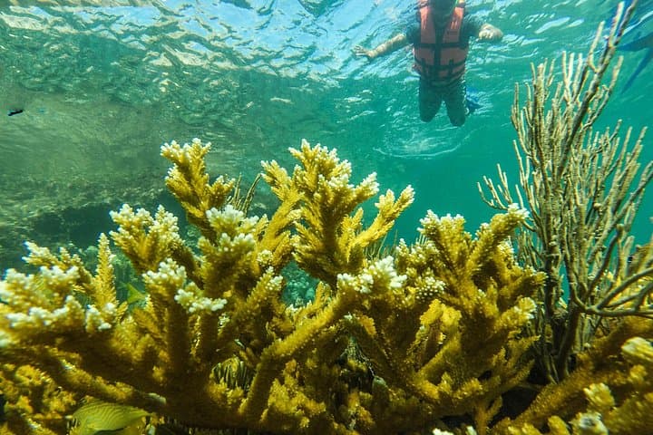 Isla Mujeres Snorkeling Tour: Lighthouse Reef, MUSA & Manchones (3-Hour) photo 3