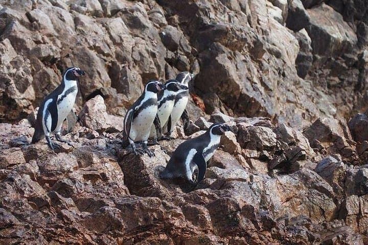 Paracas, Huacachina & Nazca: 2-Day Desert, Islands and Nazca Lines Adventure from Lima photo 3