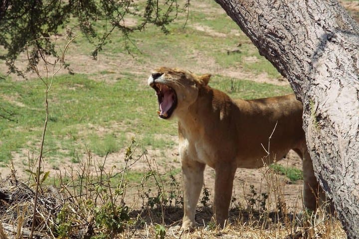 2-Day Safari to Mikumi National Park from Dar es Salaam photo 2